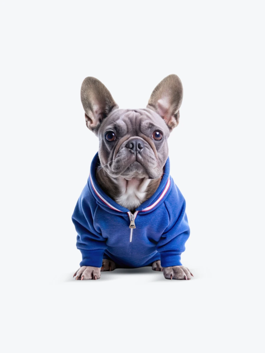Pet clothes
