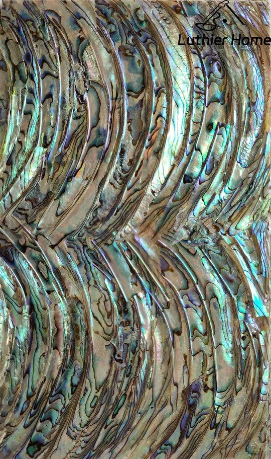 Haliotis iris Abalone Veneer 