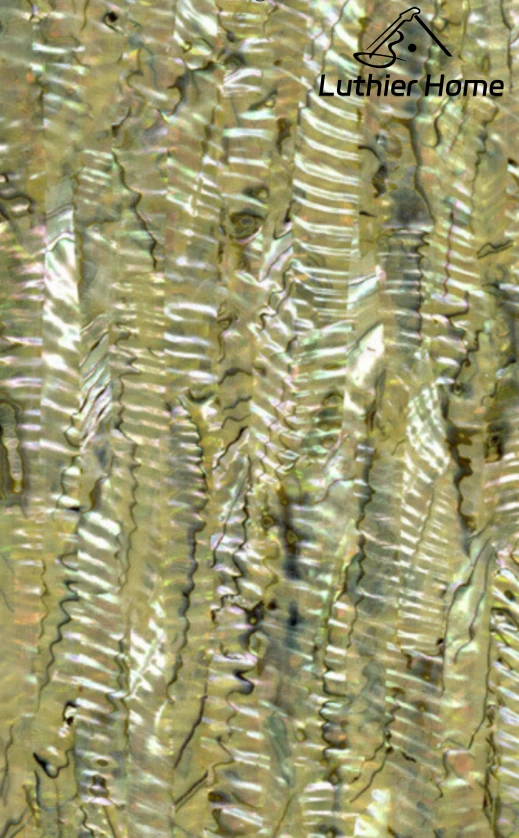 Haliotis Fulgens Abalone  Veneer A grade