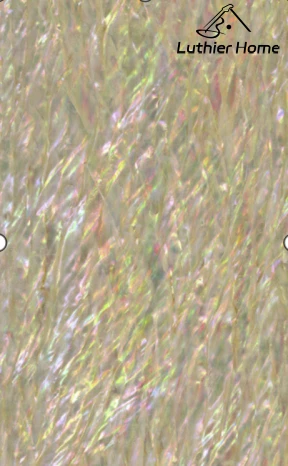 Haliotis Supertexta Abalone Veener 