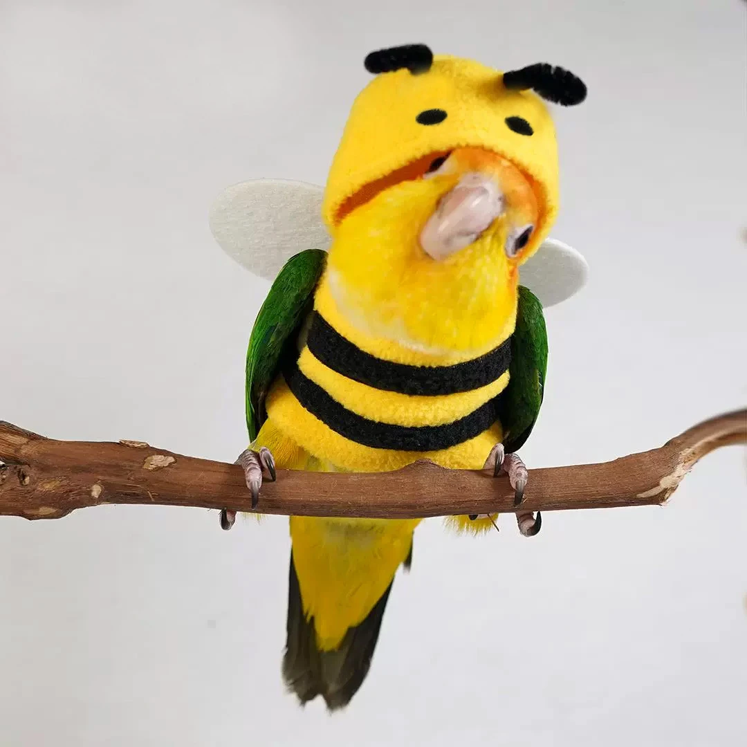 秋冬季宠物衣服小型宠物保暖可爱服饰鹦鹉蜜蜂变身装宠物衣服