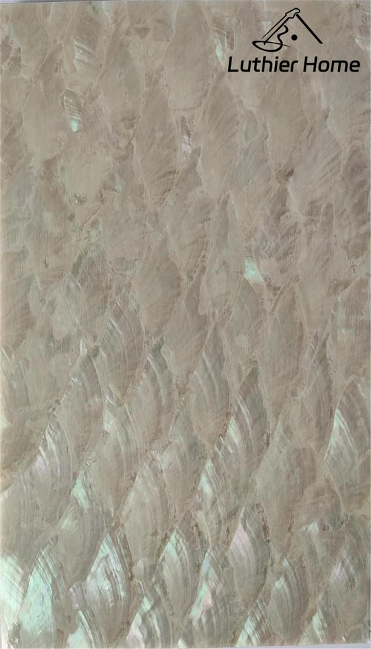 Haliotis asinina/Donkey Ear Abalone