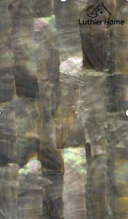 Pinctada margaritifera-Black MOP