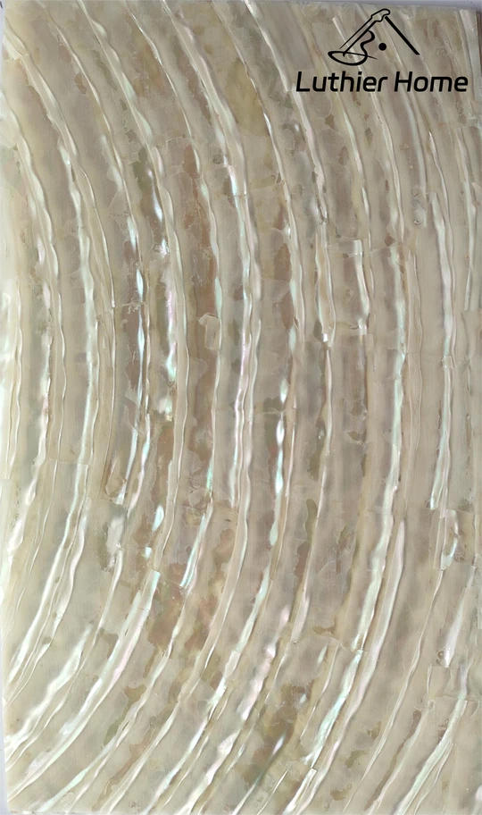 Chlorostoma xanthostigma