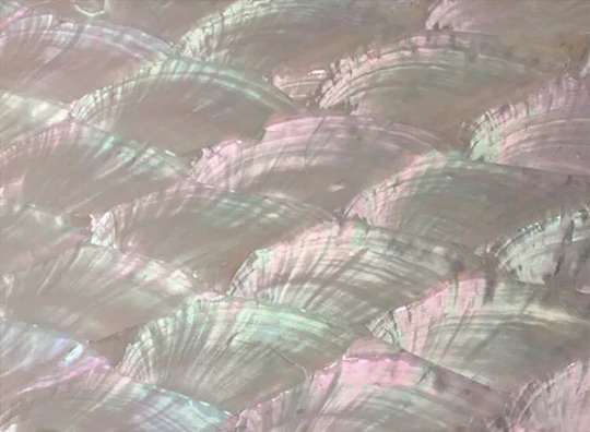 Haliotis asinina/Donkey Ear Abalone