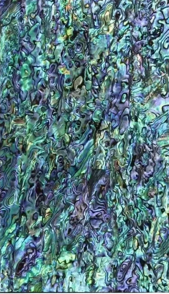 Haliotis Iris Abalone Veneer 2A grade  