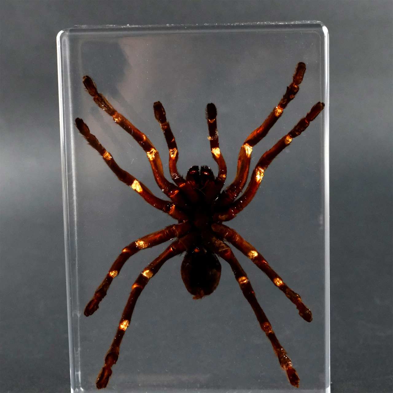 Tarantula Specimen Real Spider In Clear Resin For Science Display Decor