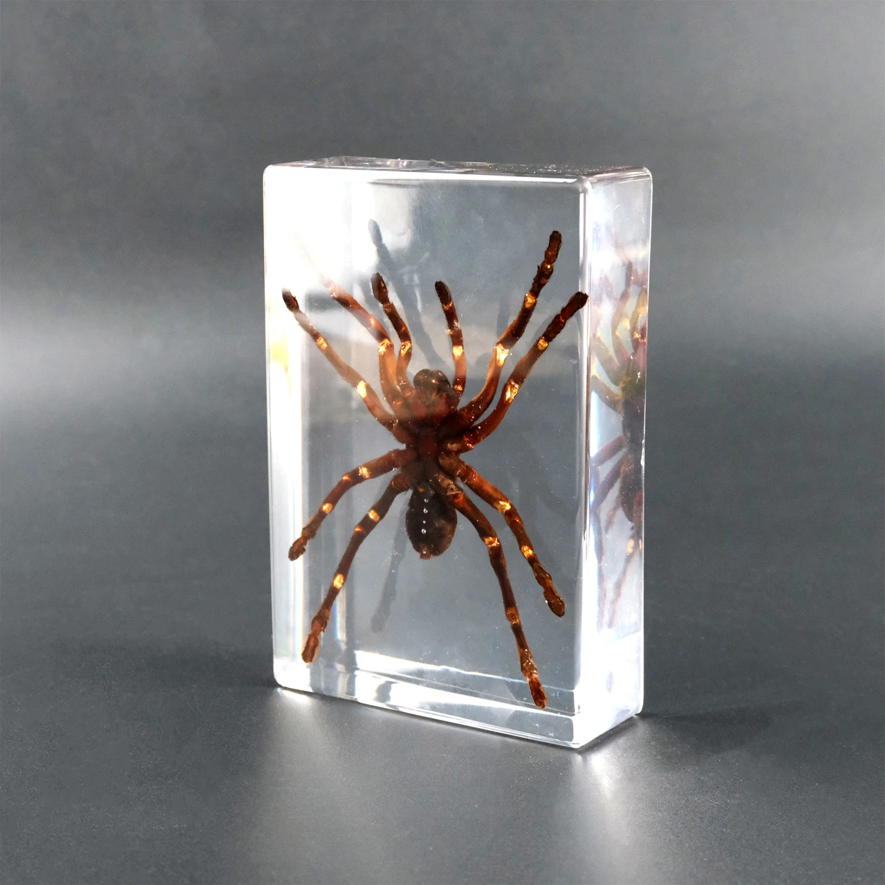 Tarantula Specimen Real Spider In Clear Resin For Science Display Decor