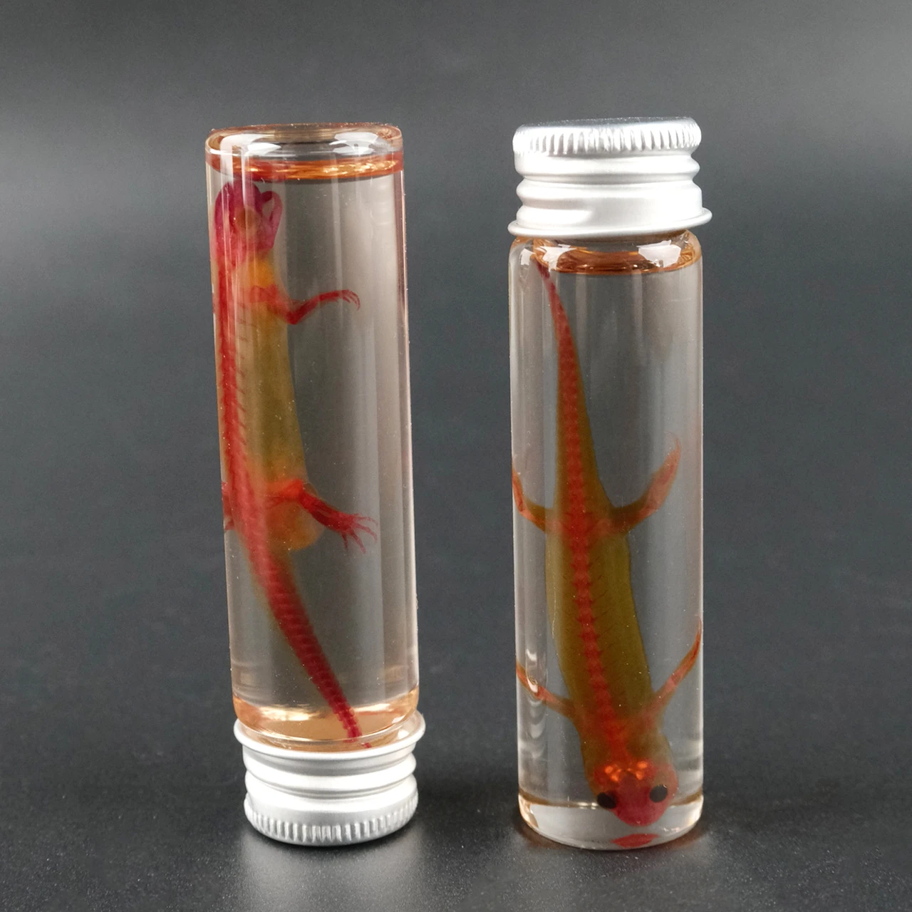 Salamander Skeleton Specimen In Clear Resin For Science Display Gift