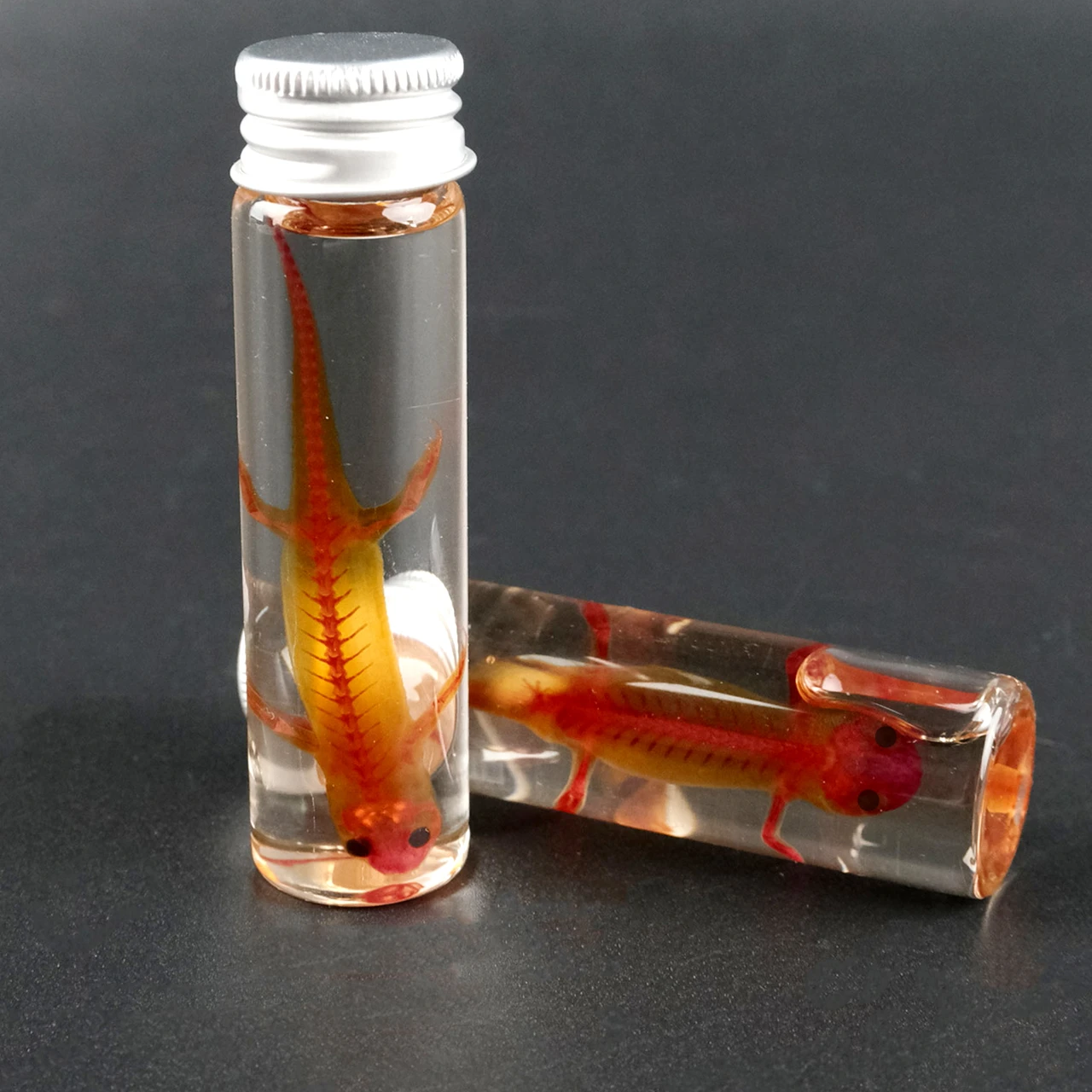 Salamander Skeleton Specimen In Clear Resin For Science Display Gift