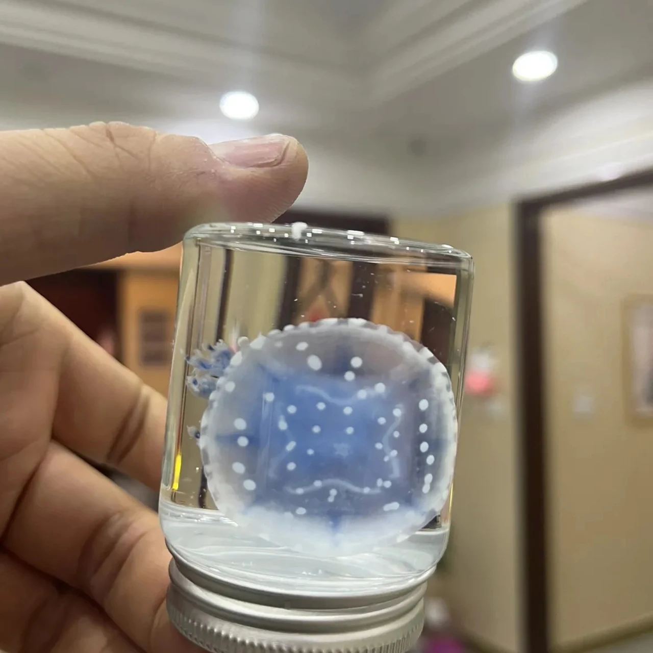 Jellyfish Specimen Blue Papuan Jelly In Liquid For Science Gift Display