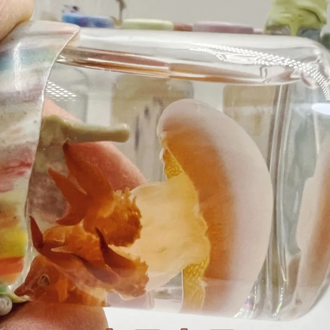 Jellyfish Specimen Real Preserved Marine Display In Safe Non Toxic Liquid