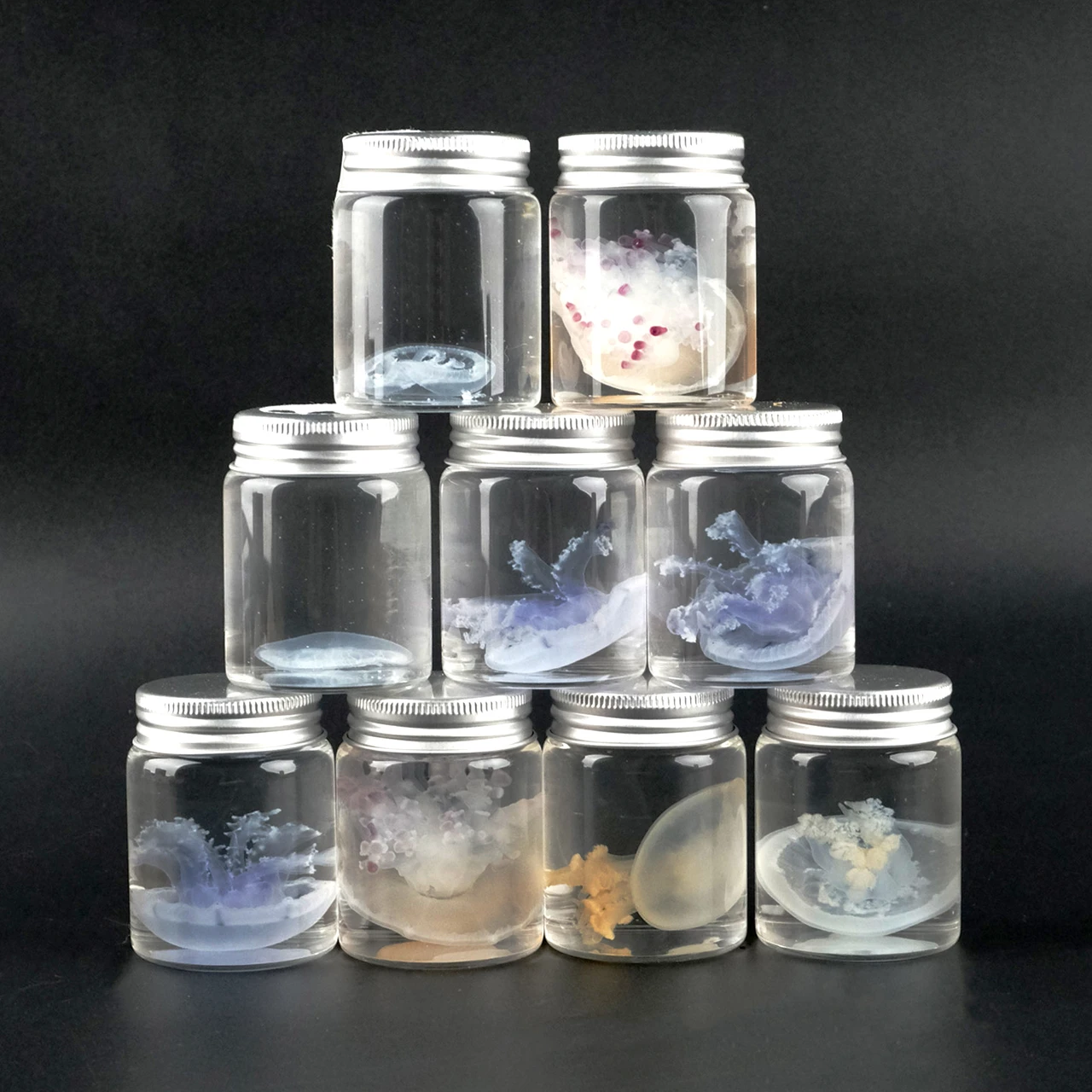 Jellyfish Specimen Real Preserved Marine Display In Safe Non Toxic Liquid