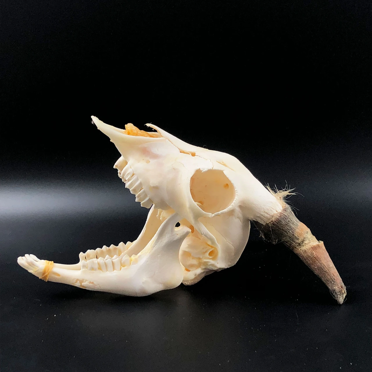 Real Animal Skull Ram Skull Home Decor Natural Bone Collectible