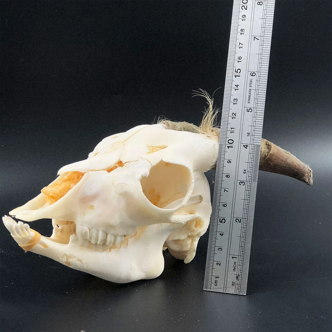 Real Animal Skull Ram Skull Home Decor Natural Bone Collectible