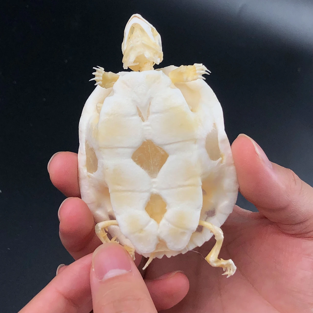 Real Turtle Skeleton Ethically Sourced Bleached Bone Home Decor