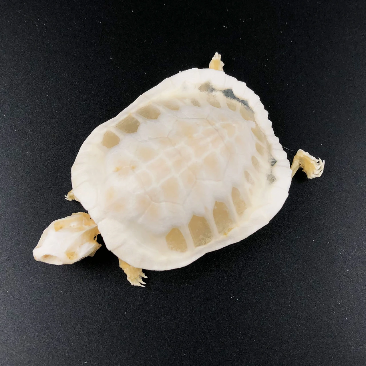 Real Turtle Skeleton Ethically Sourced Bleached Bone Home Decor