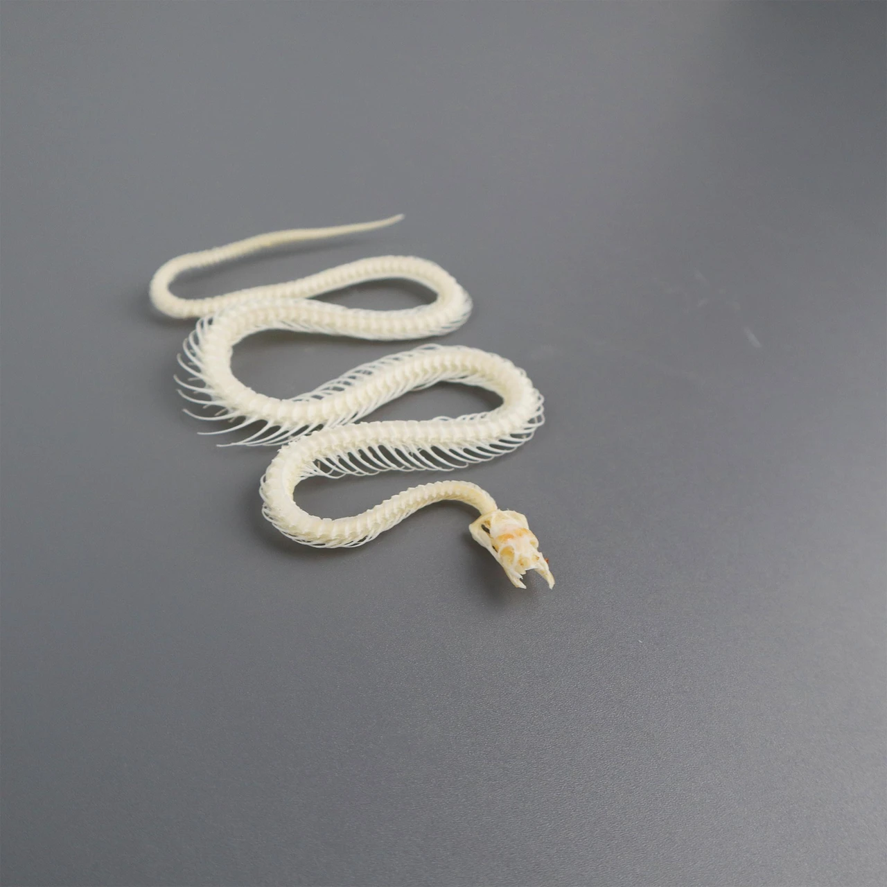 Real Snake Skeleton Natural Bone Specimen Home Decor Collectible