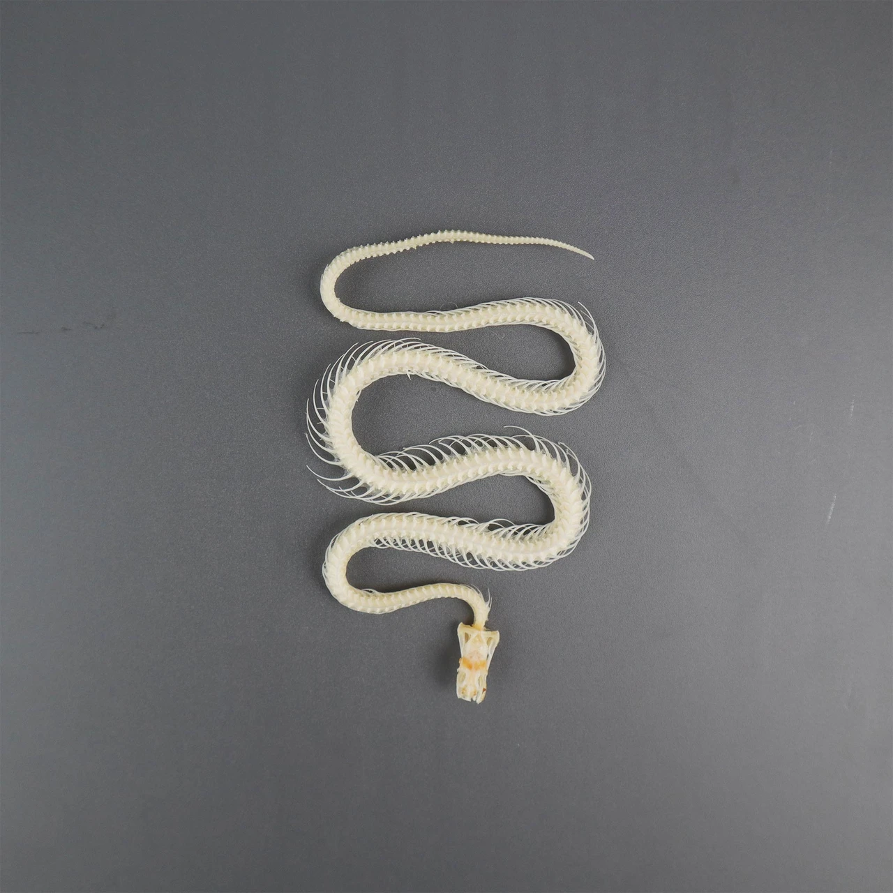 Real Snake Skeleton Natural Bone Specimen Home Decor Collectible