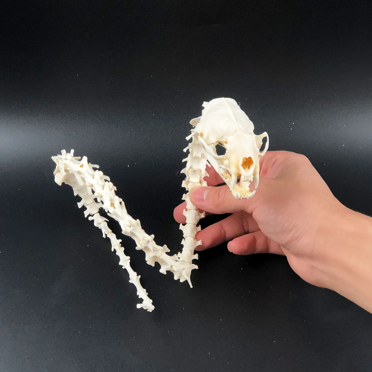 Mink Skull And Fox Bone Snake Shape Handmade Natural Bone Art