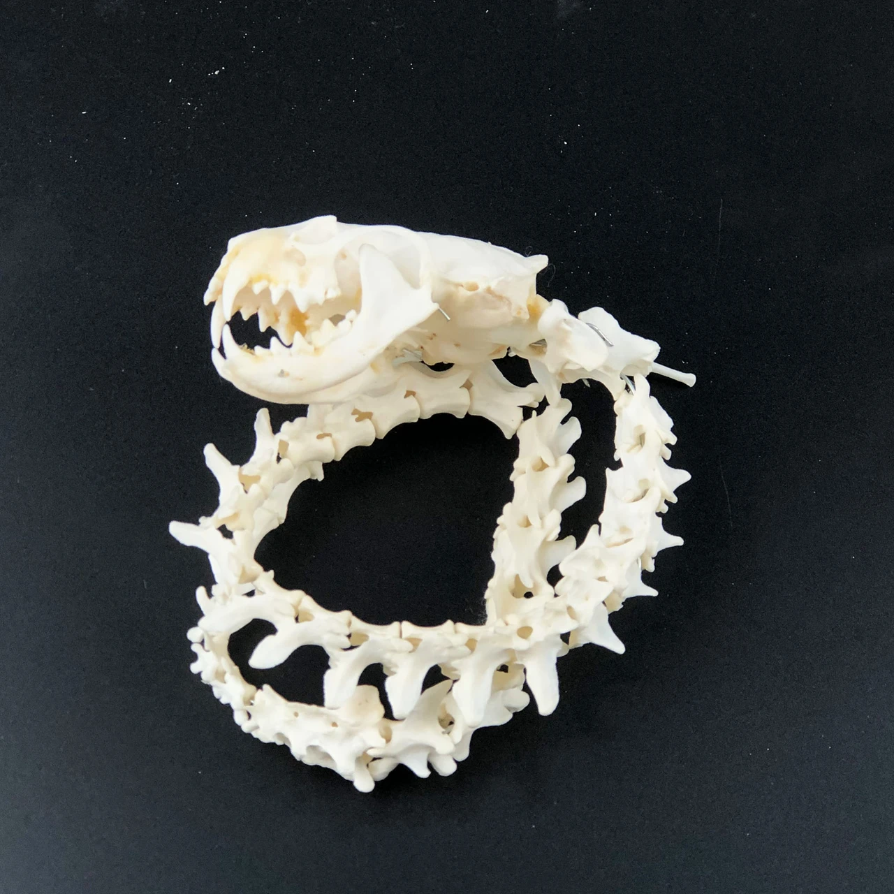 Mink Skull And Fox Bone Snake Shape Handmade Natural Bone Art