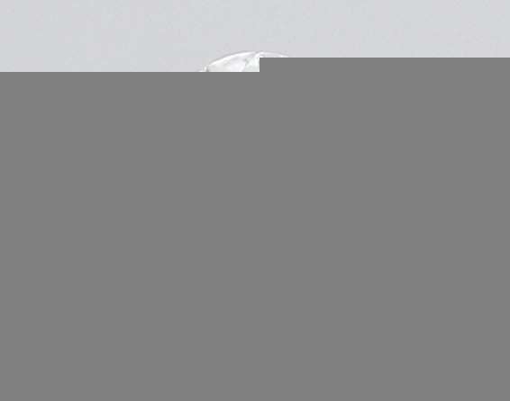 ClariOLED Transparent OLED Display price