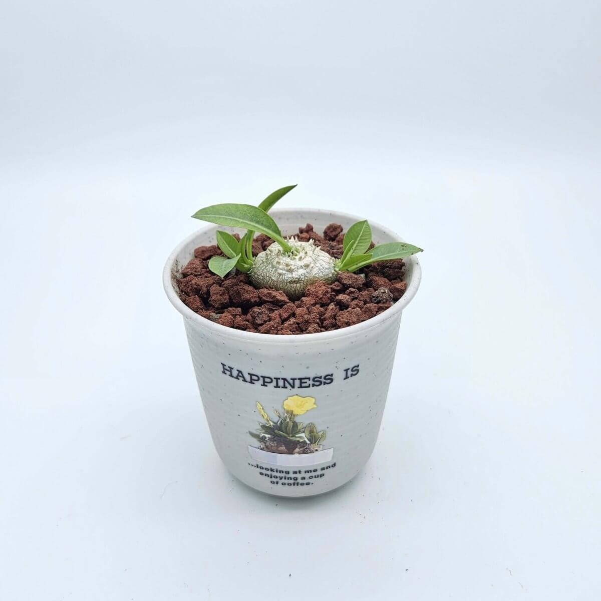 香港中藥批發 台灣中藥批發 日本中藥批發 中藥貿易 中藥出口