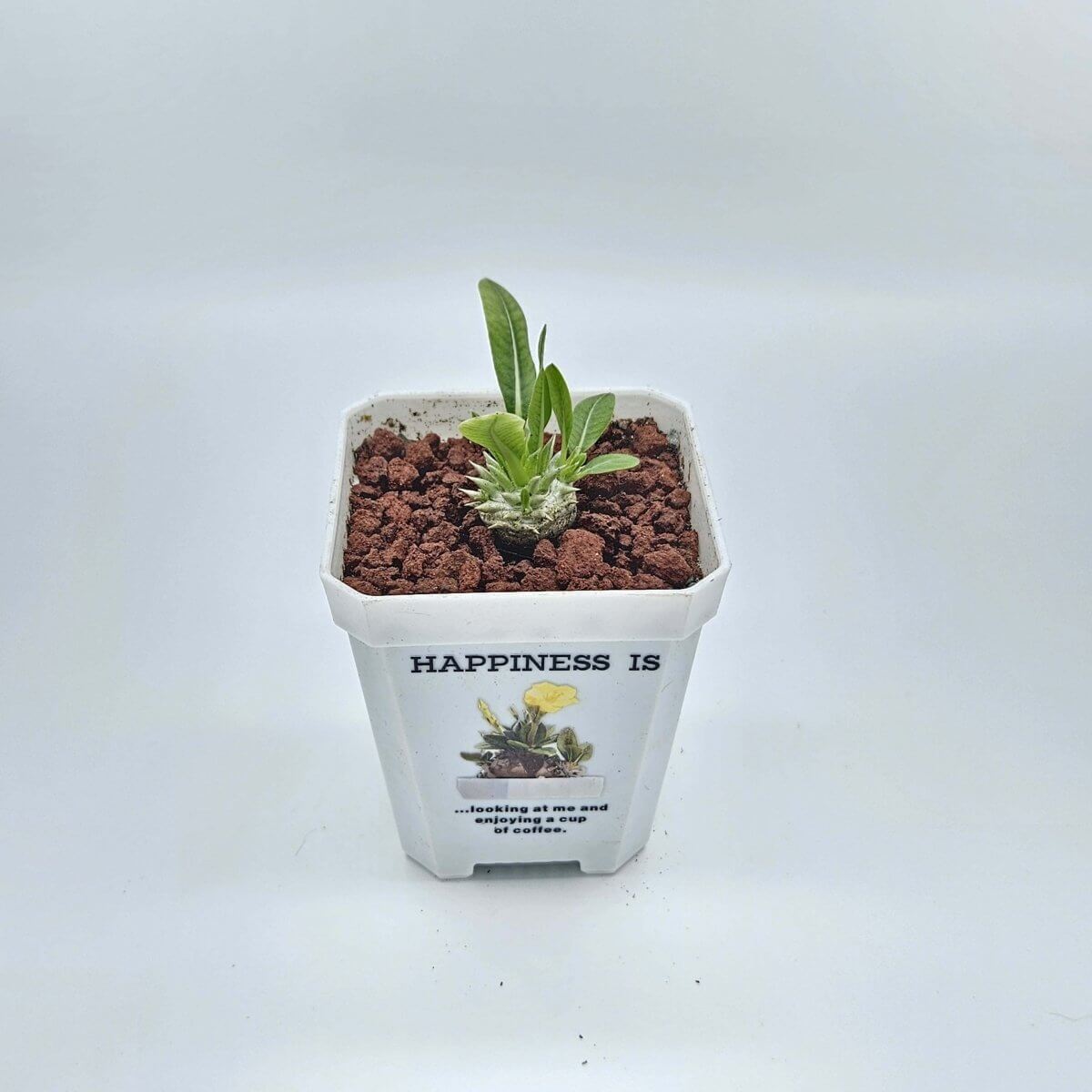 香港中藥批發 台灣中藥批發 日本中藥批發 中藥貿易 中藥出口