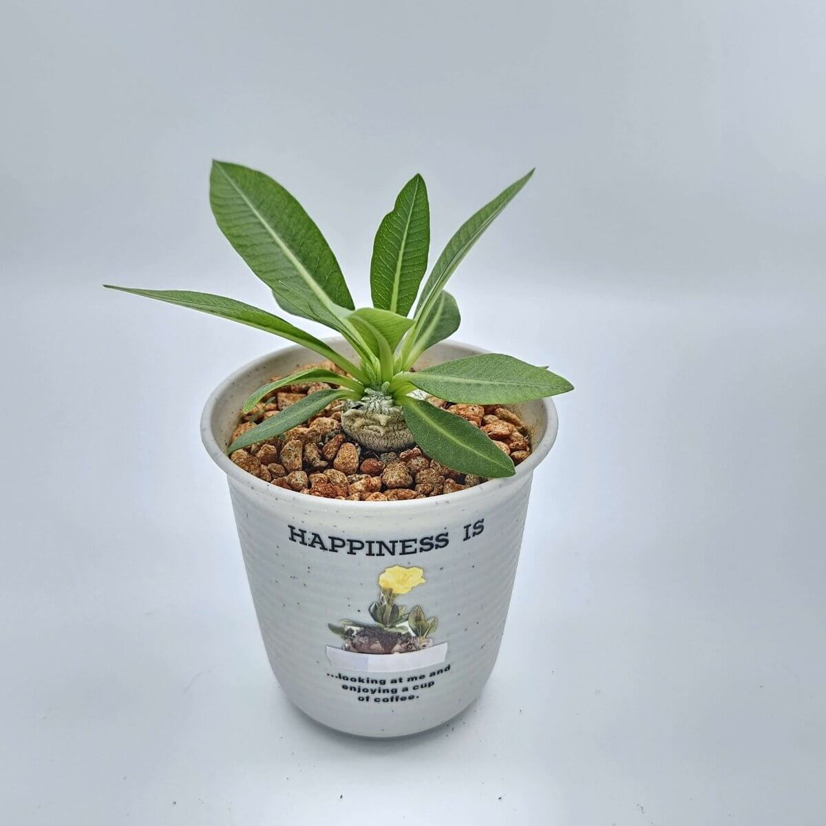 香港中藥批發 台灣中藥批發 日本中藥批發 中藥貿易 中藥出口