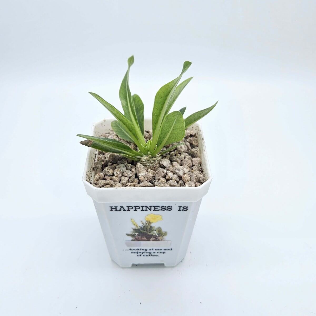 香港中藥批發 台灣中藥批發 日本中藥批發 中藥貿易 中藥出口