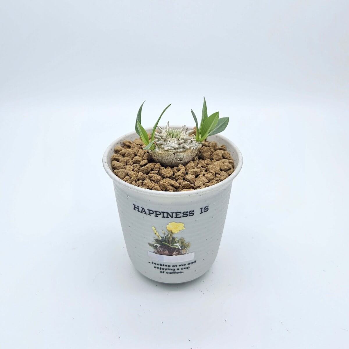 香港中藥批發 台灣中藥批發 日本中藥批發 中藥貿易 中藥出口