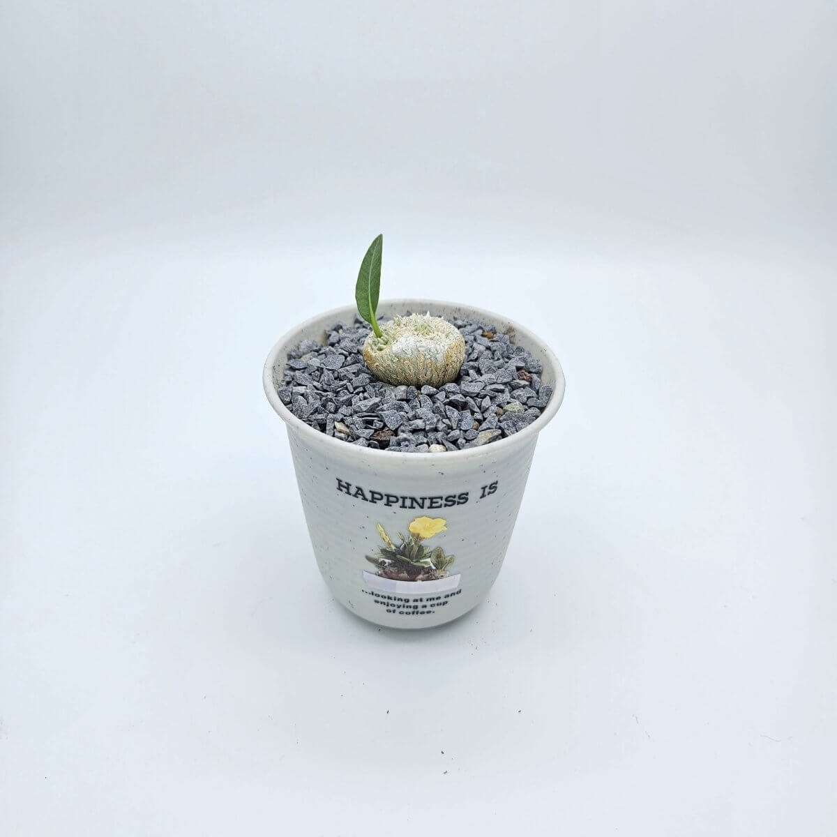 香港中藥批發 台灣中藥批發 日本中藥批發 中藥貿易 中藥出口