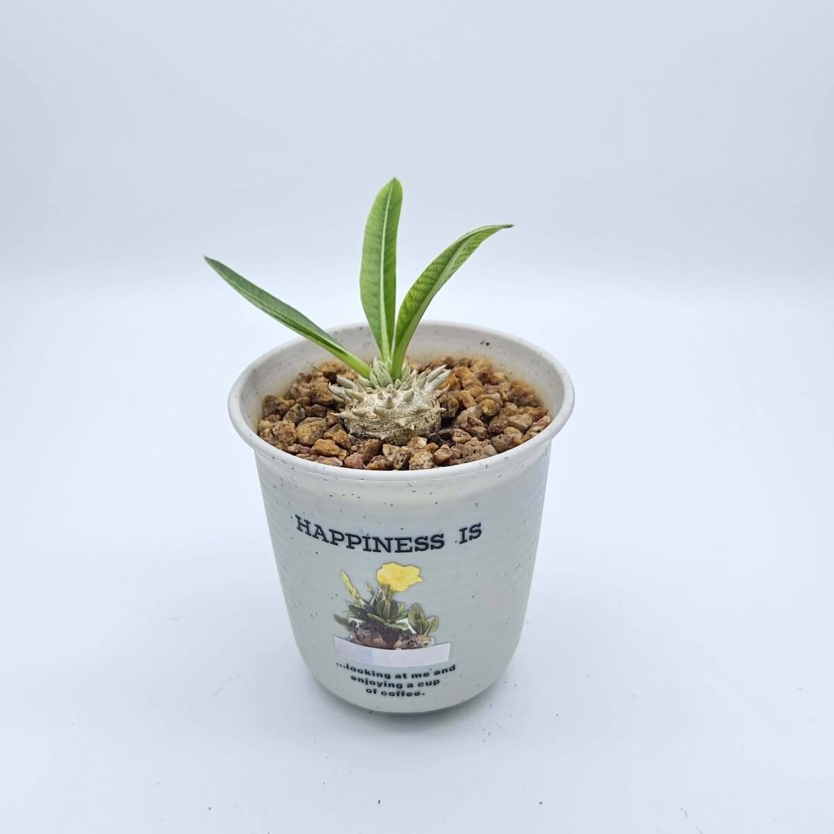 香港中藥批發 台灣中藥批發 日本中藥批發 中藥貿易 中藥出口