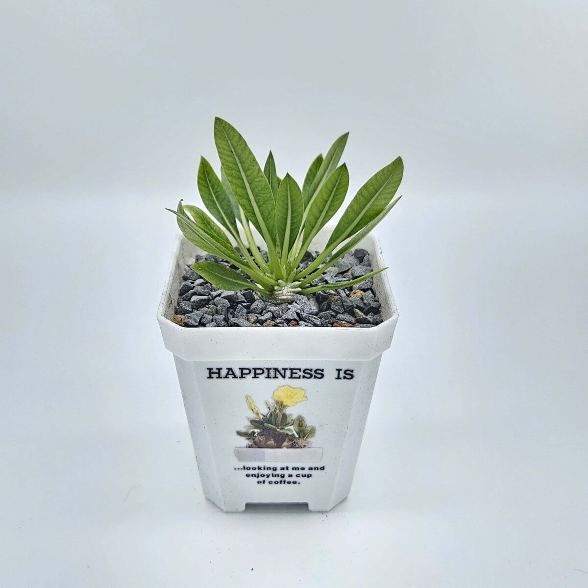 香港中藥批發 台灣中藥批發 日本中藥批發 中藥貿易 中藥出口