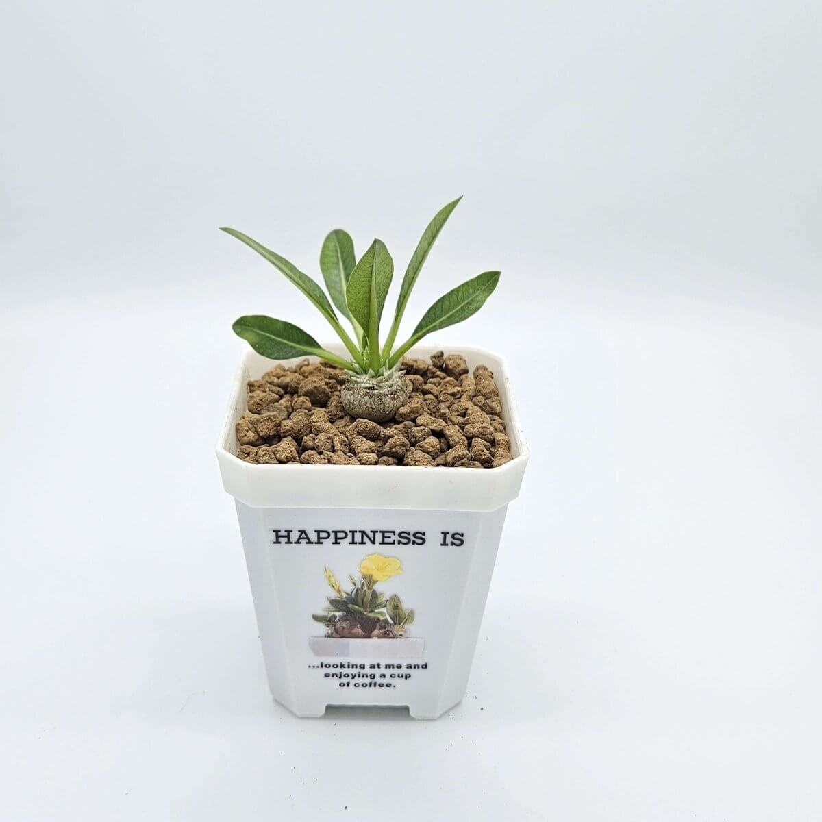 香港中藥批發 台灣中藥批發 日本中藥批發 中藥貿易 中藥出口