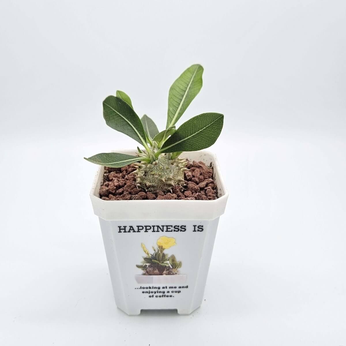 香港中藥批發 台灣中藥批發 日本中藥批發 中藥貿易 中藥出口