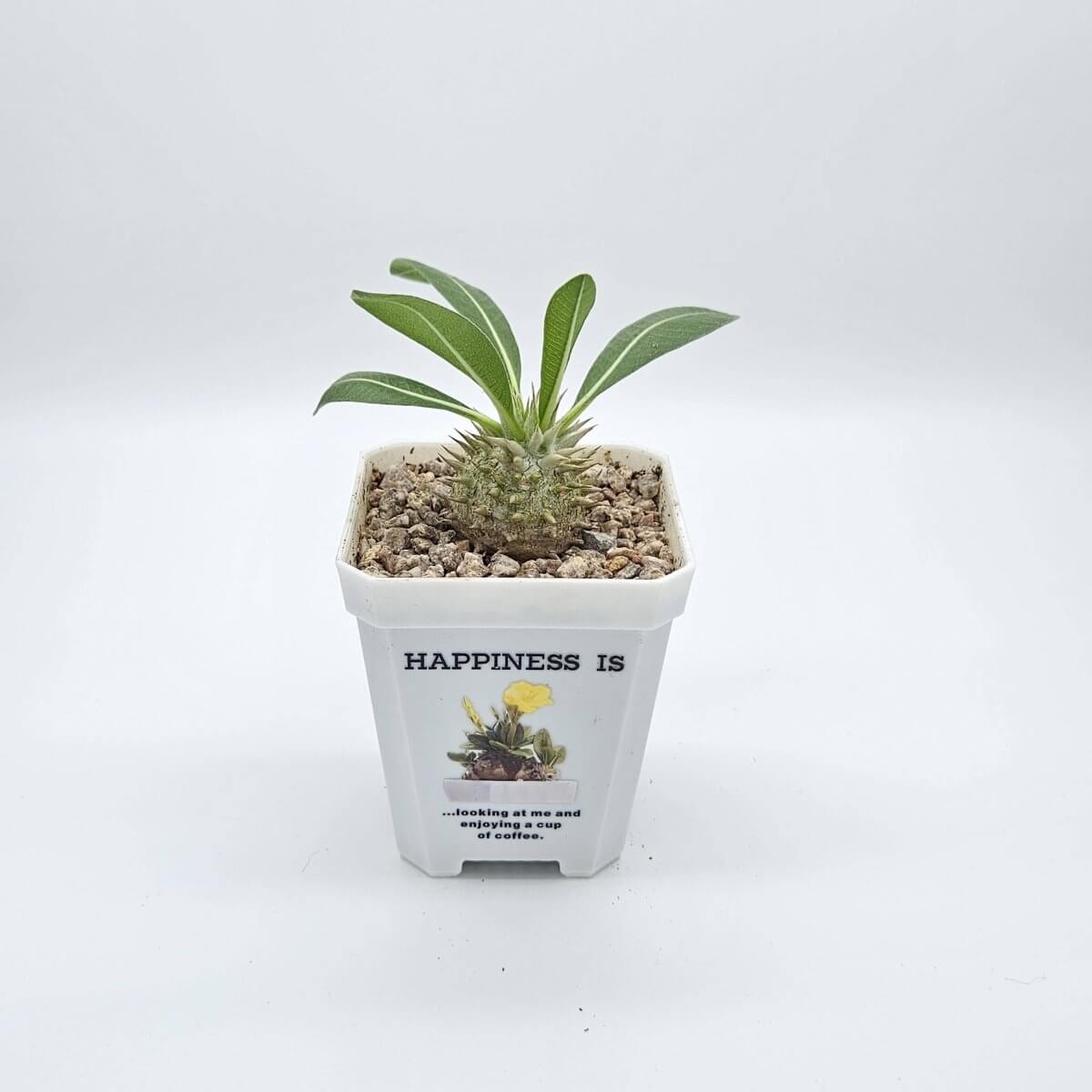 香港中藥批發 台灣中藥批發 日本中藥批發 中藥貿易 中藥出口