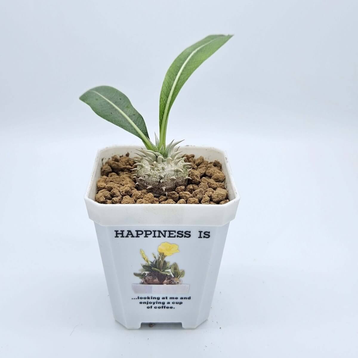 香港中藥批發 台灣中藥批發 日本中藥批發 中藥貿易 中藥出口