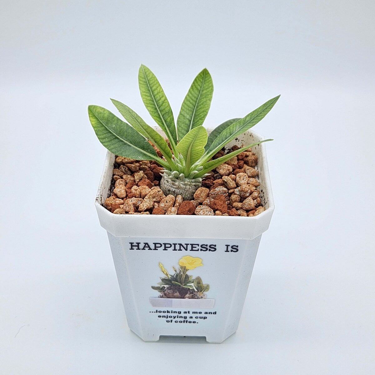 香港中藥批發 台灣中藥批發 日本中藥批發 中藥貿易 中藥出口