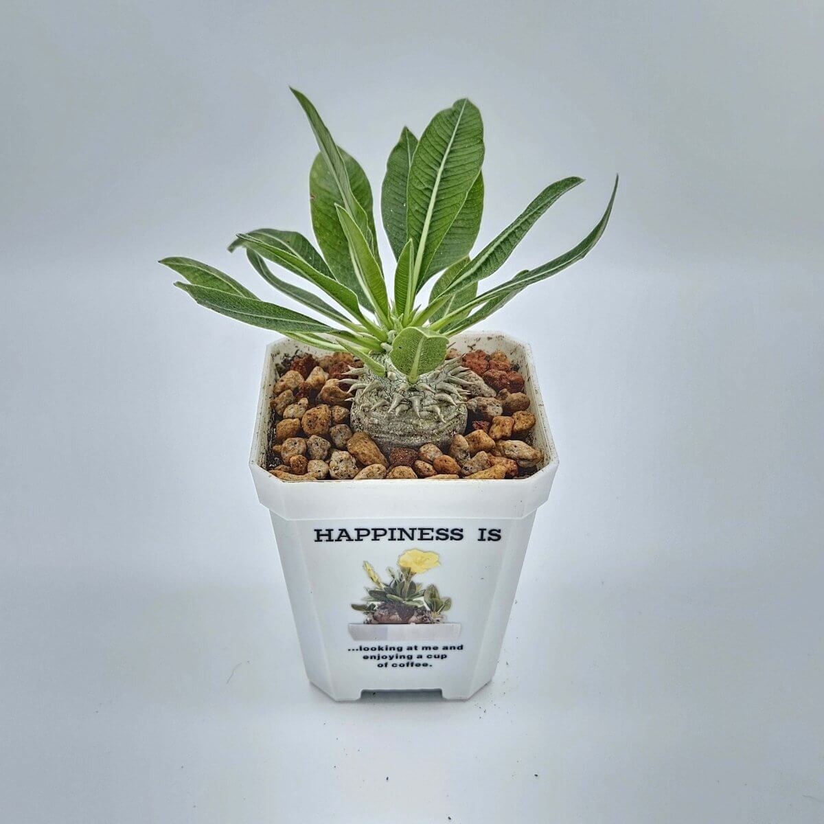 香港中藥批發 台灣中藥批發 日本中藥批發 中藥貿易 中藥出口