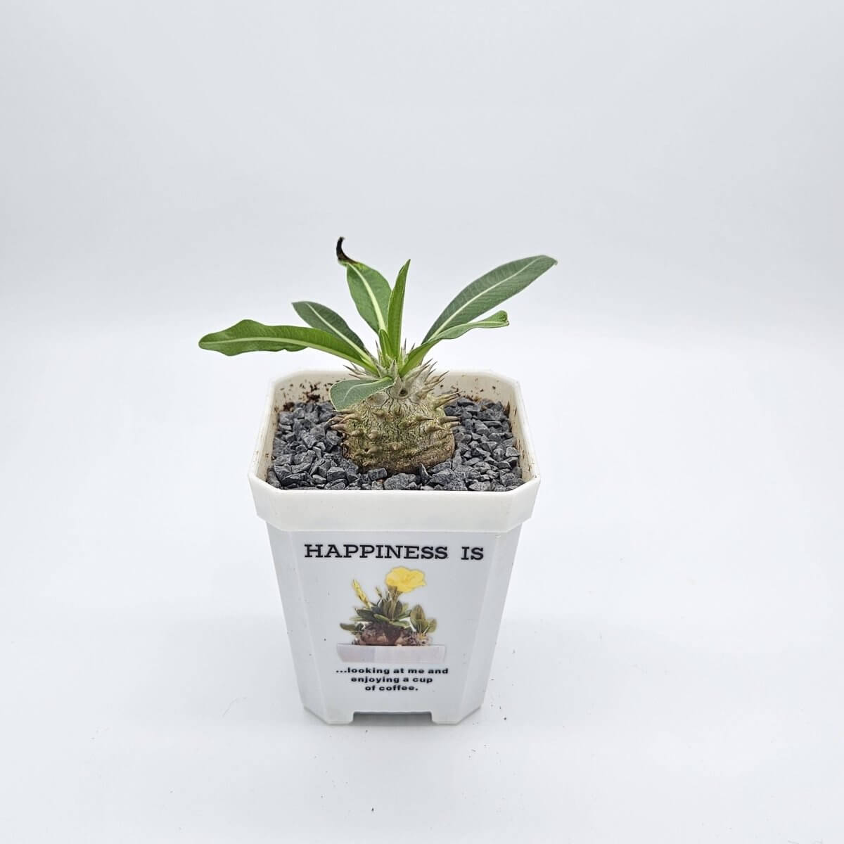 香港中藥批發 台灣中藥批發 日本中藥批發 中藥貿易 中藥出口