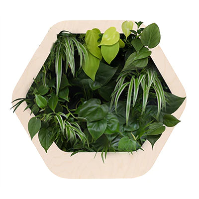 香港中藥批發 台灣中藥批發 日本中藥批發 中藥貿易 中藥出口