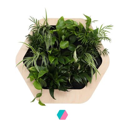 香港中藥批發 台灣中藥批發 日本中藥批發 中藥貿易 中藥出口