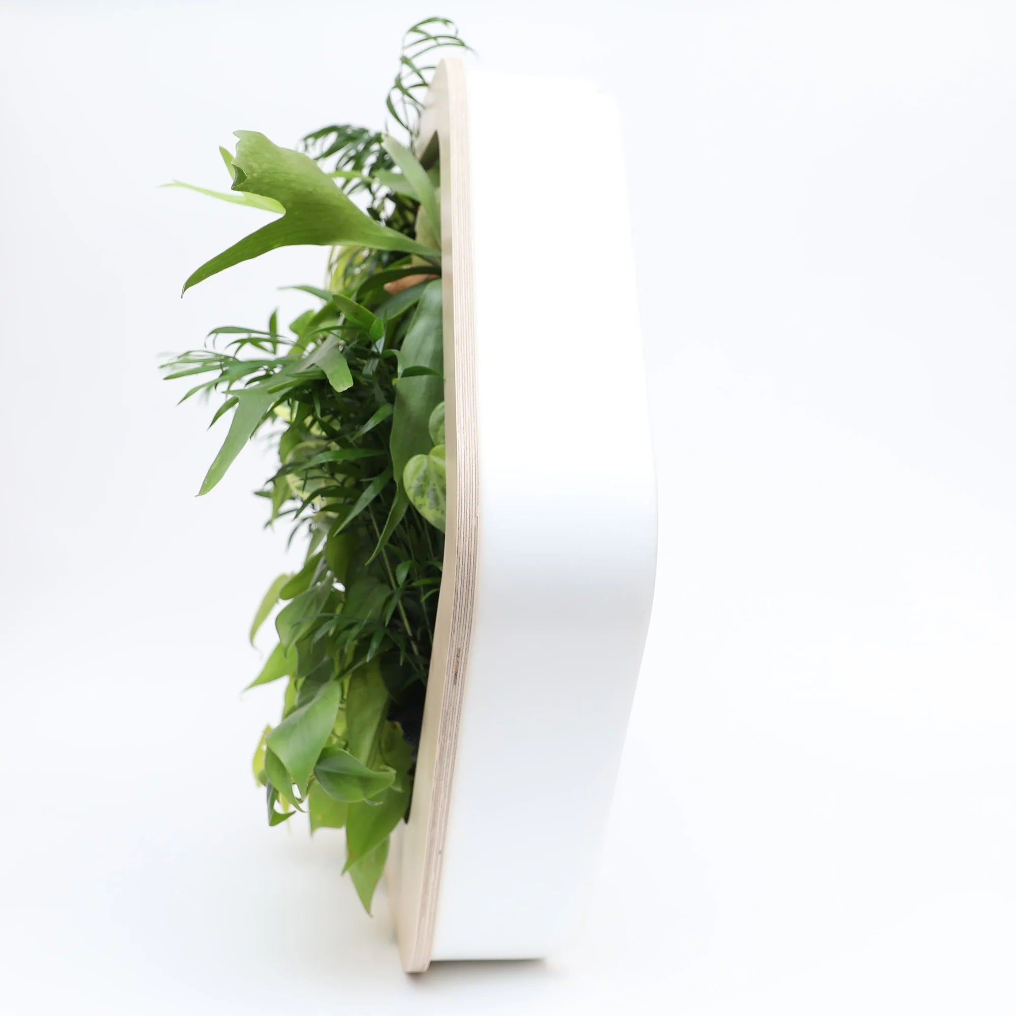 香港中藥批發 台灣中藥批發 日本中藥批發 中藥貿易 中藥出口