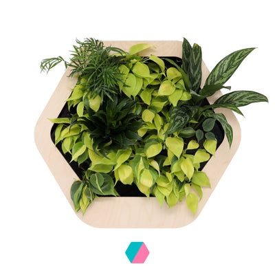 香港中藥批發 台灣中藥批發 日本中藥批發 中藥貿易 中藥出口