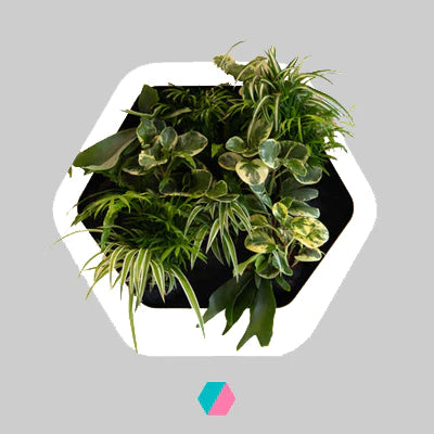 香港中藥批發 台灣中藥批發 日本中藥批發 中藥貿易 中藥出口