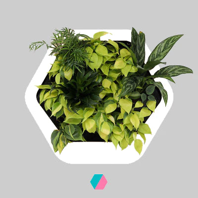 香港中藥批發 台灣中藥批發 日本中藥批發 中藥貿易 中藥出口