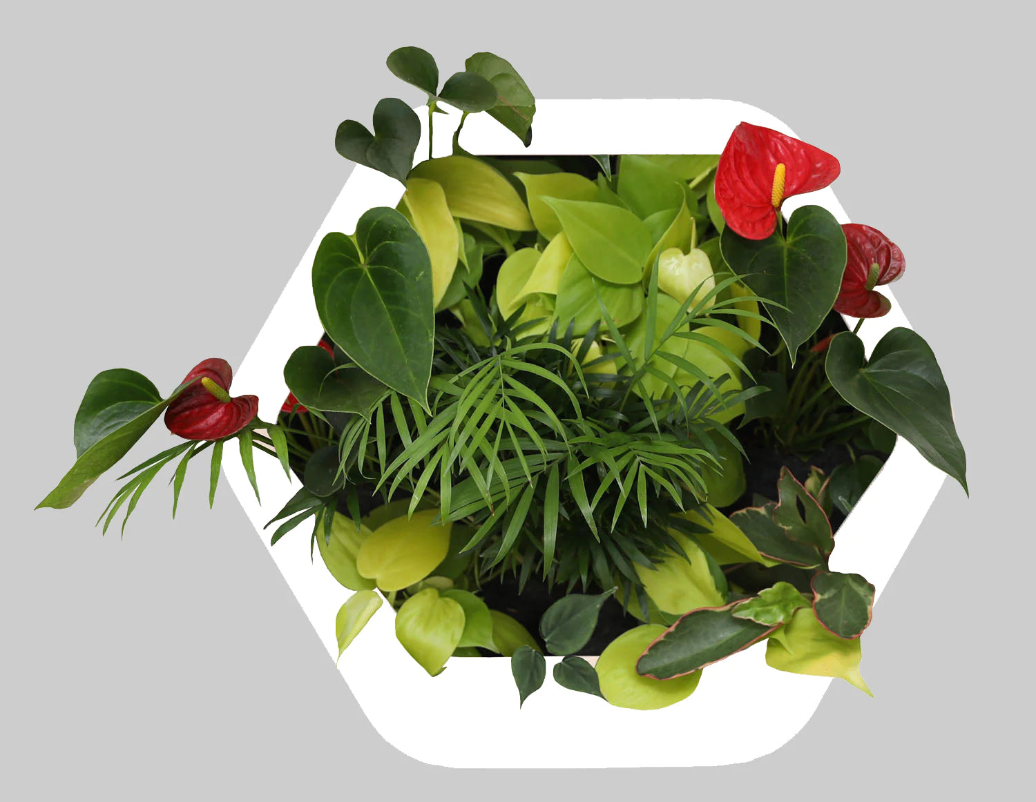 香港中藥批發 台灣中藥批發 日本中藥批發 中藥貿易 中藥出口