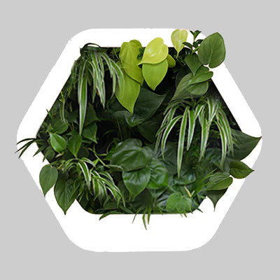 香港中藥批發 台灣中藥批發 日本中藥批發 中藥貿易 中藥出口