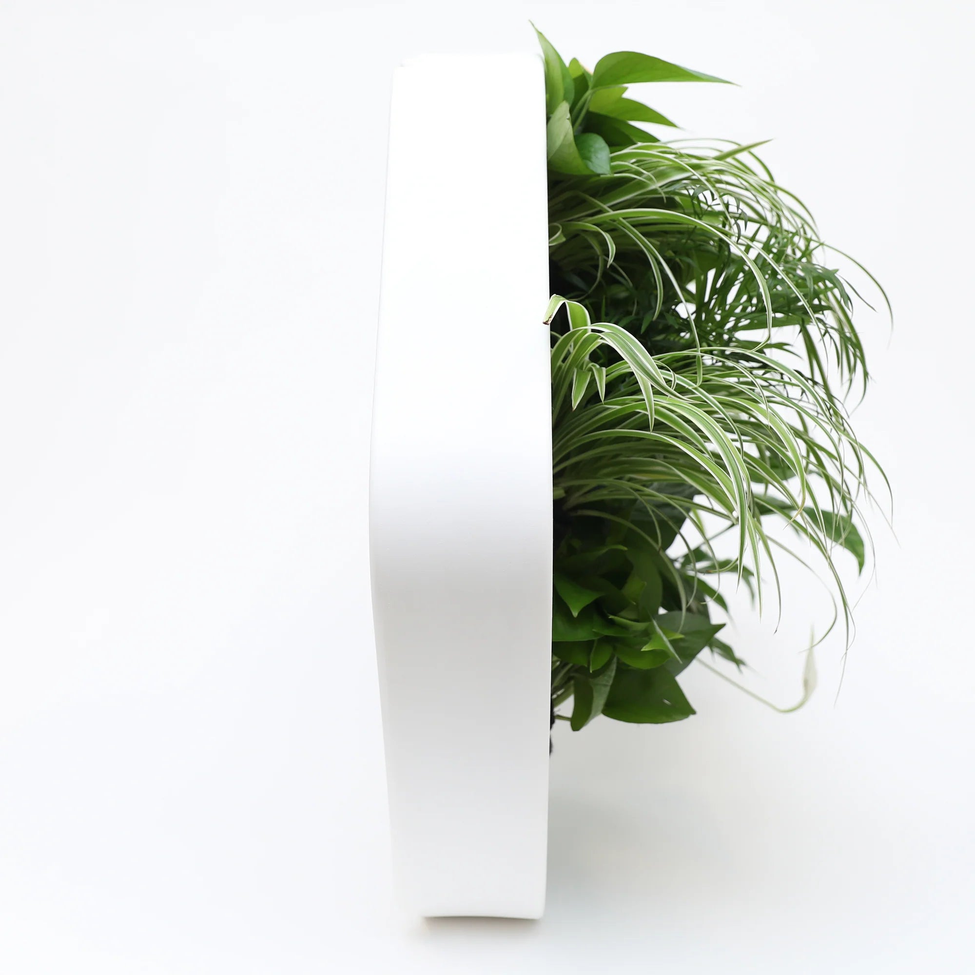 香港中藥批發 台灣中藥批發 日本中藥批發 中藥貿易 中藥出口